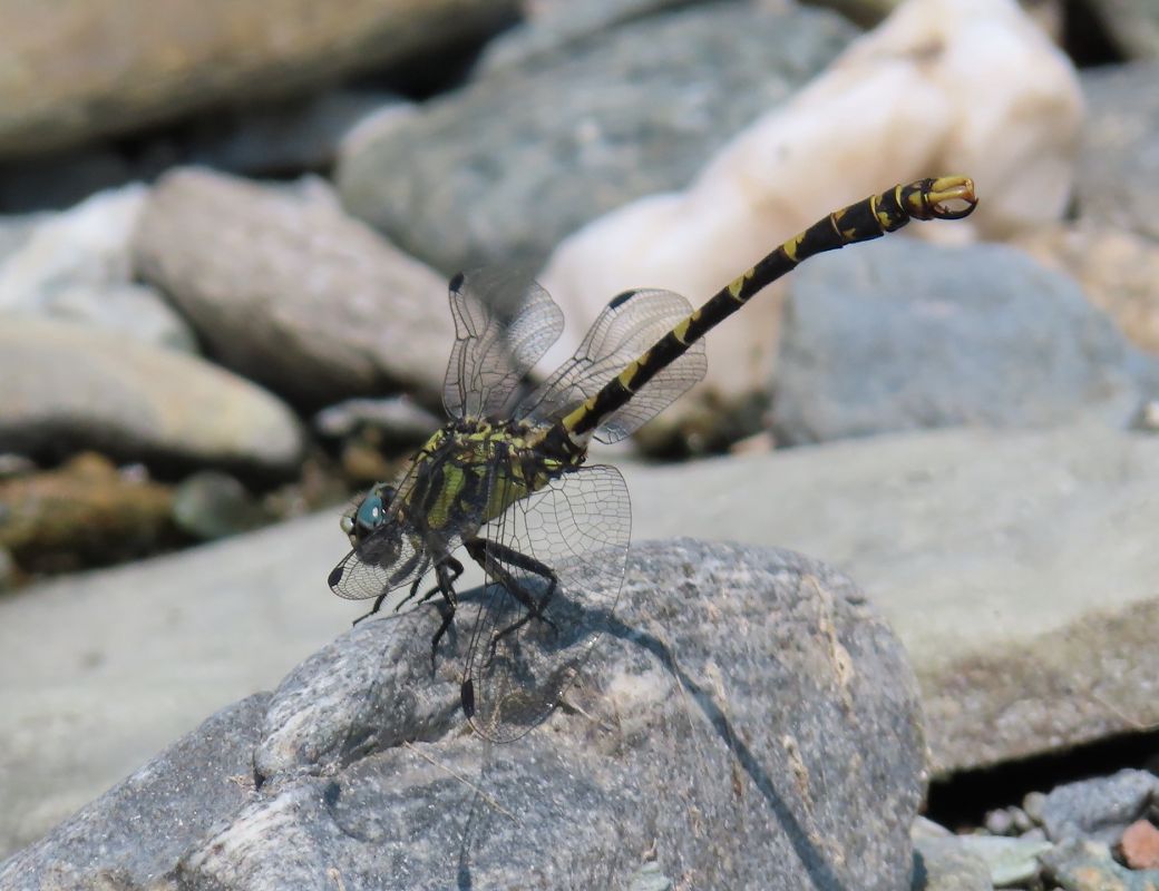Onychogomphus uncatus  - Nicola Pilon