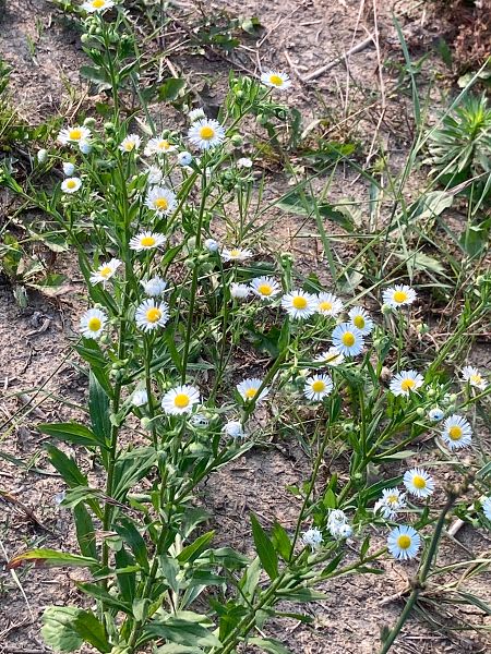 Erigeron annuus  - Federico Pino