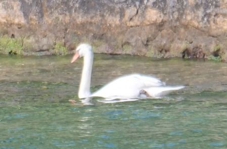 Mute Swan  - Angelo Pasqua