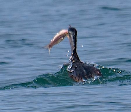 Cormorano  - Angelo Pasqua