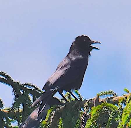 Cornacchia nera  - Angelo Pasqua