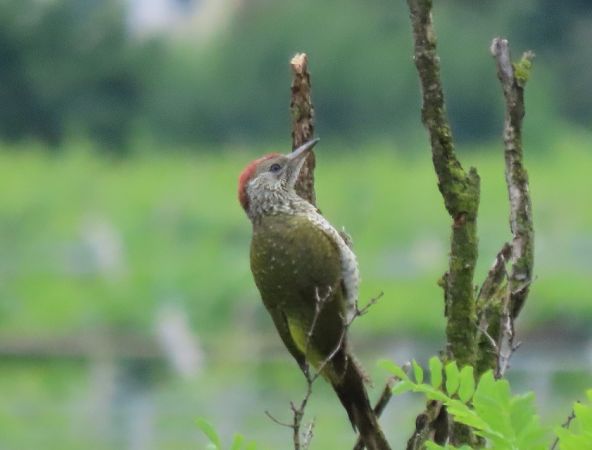 Picchio verde  - Roberto Boscaini