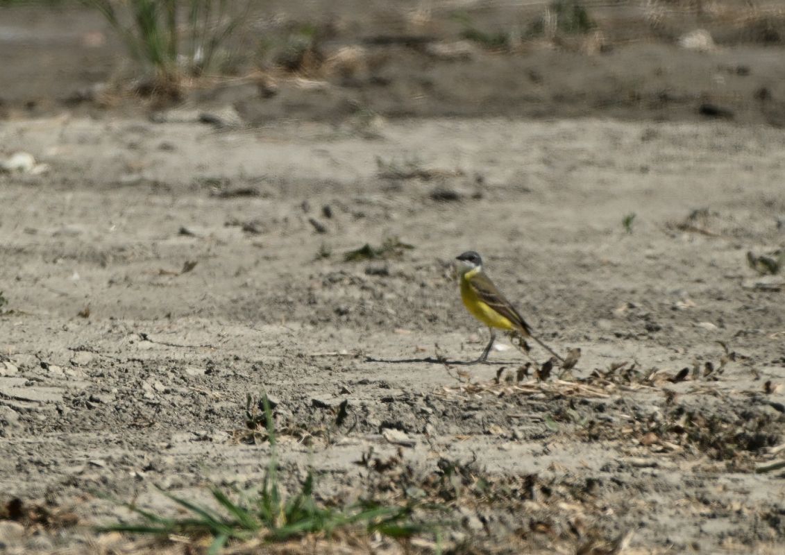 Cutrettola capocenerino (ssp. cinereocapilla)  - Luigi Gennari