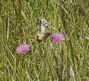 Papilio machaon  - Paolo Bonini