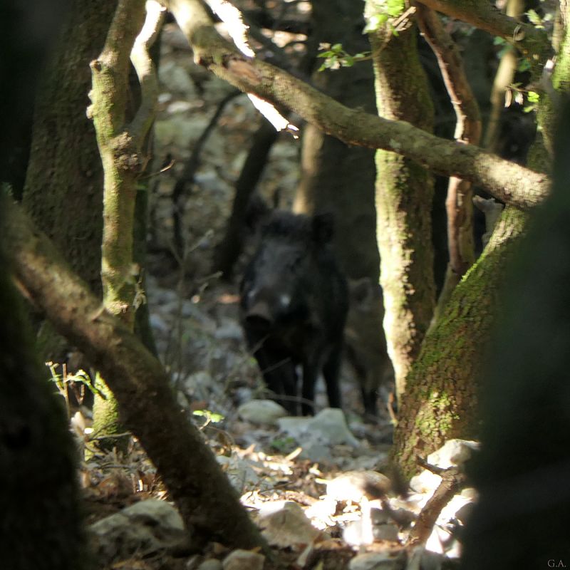 Cinghiale  - Gaspare Adinolfi