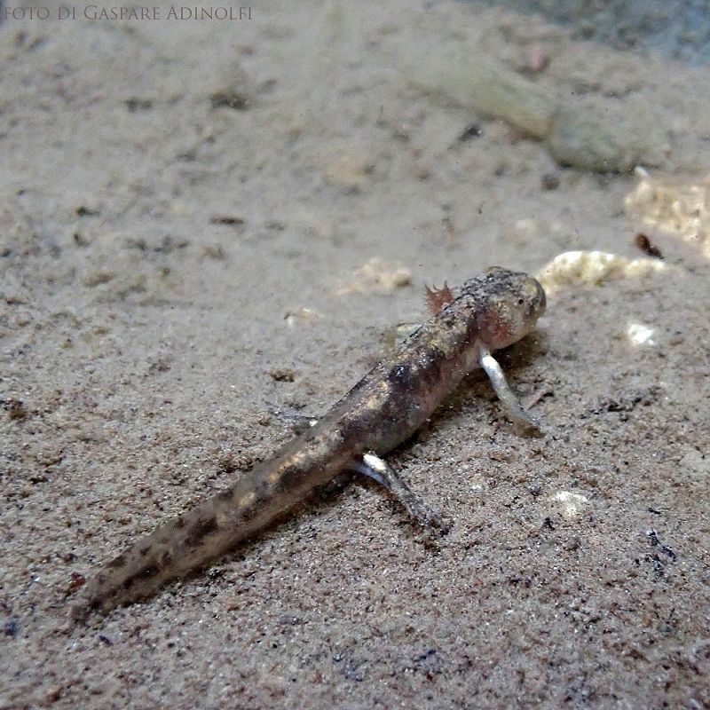 Salamandra pezzata  - Gaspare Adinolfi