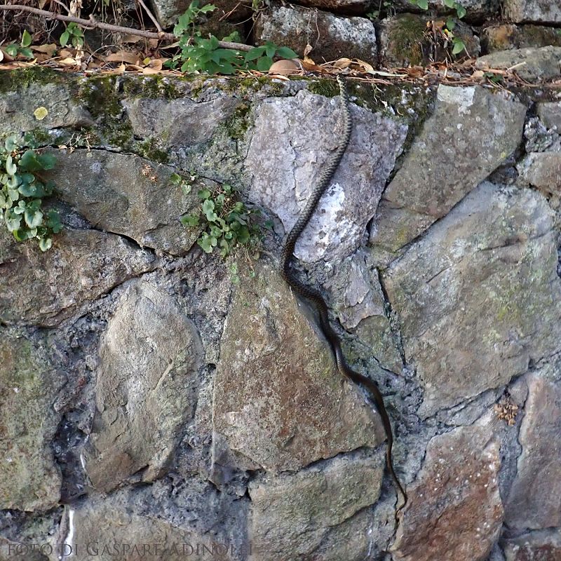 Biacco  - Gaspare Adinolfi