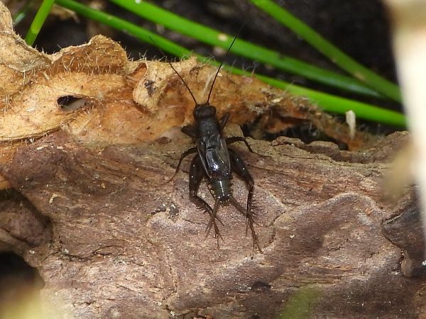 Pteronemobius heydenii  - Mirko Tomasi