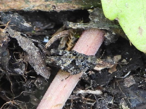 Tetrix tenuicornis  - Mirko Tomasi