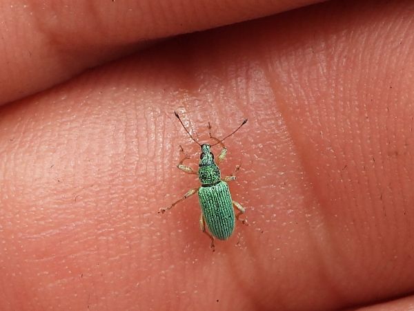 Polydrusus formosus  - Mirko Tomasi