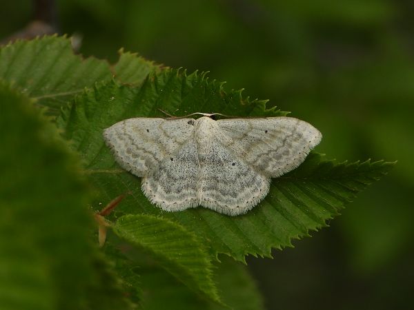 Scopula incanata  - Mirko Tomasi