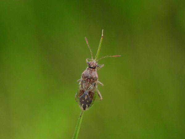Rhopalus parumpunctatus  - Mirko Tomasi