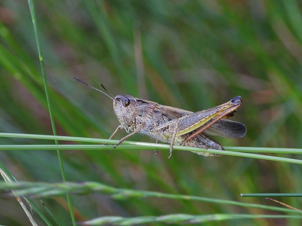 Stauroderus scalaris  - Mirko Tomasi