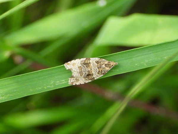 Orthotaenia undulana  - Mirko Tomasi