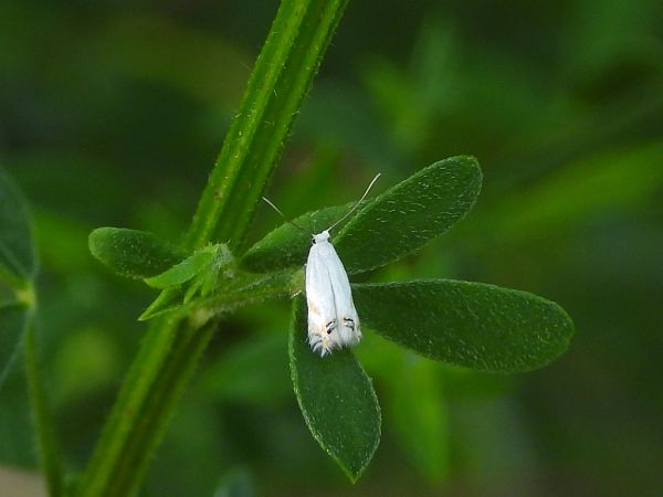 Leucoptera laburnella  - Mirko Tomasi