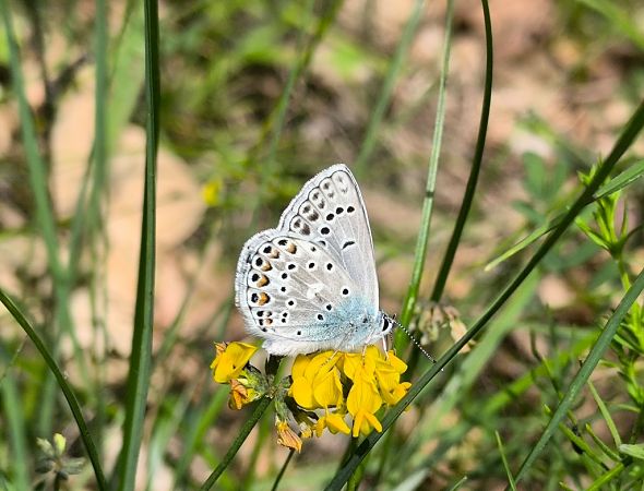 Polyommatus escheri  - Mirko Tomasi
