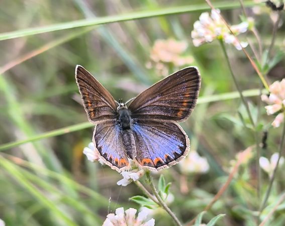 Polyommatus sp.  - Mirko Tomasi