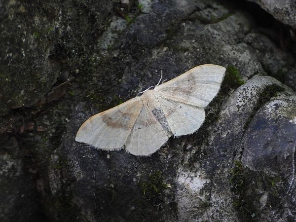Idaea degeneraria  - Mirko Tomasi