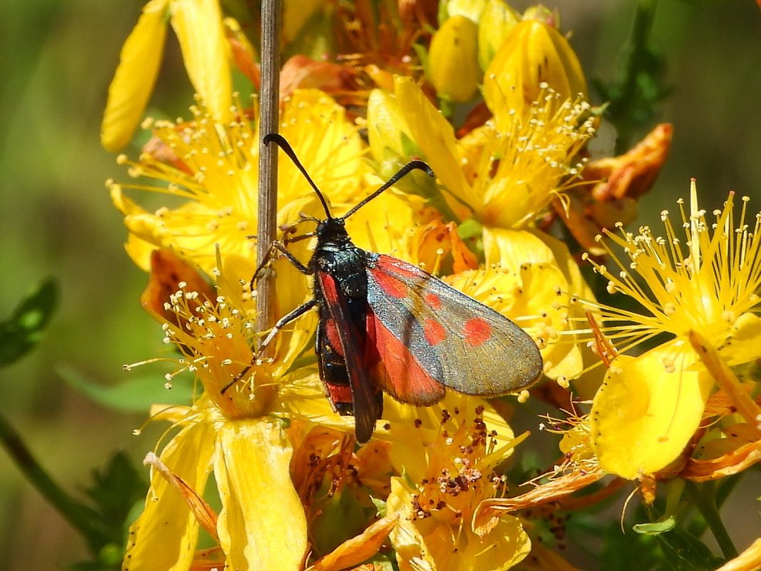 Zygaena viciae  - Mirko Tomasi