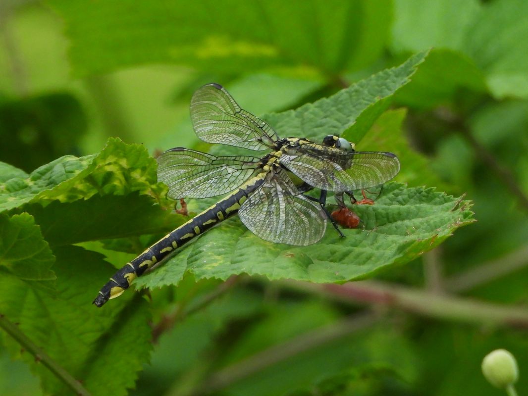Gomphus vulgatissimus  - Mirko Tomasi