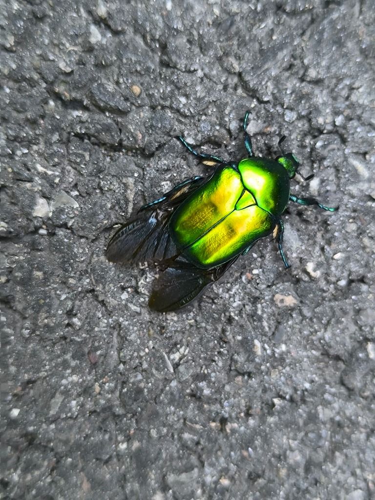 Protaetia affinis  - Mirko Tomasi