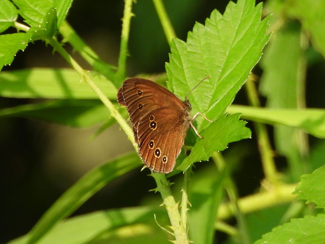 Aphantopus hyperantus  - Mirko Tomasi