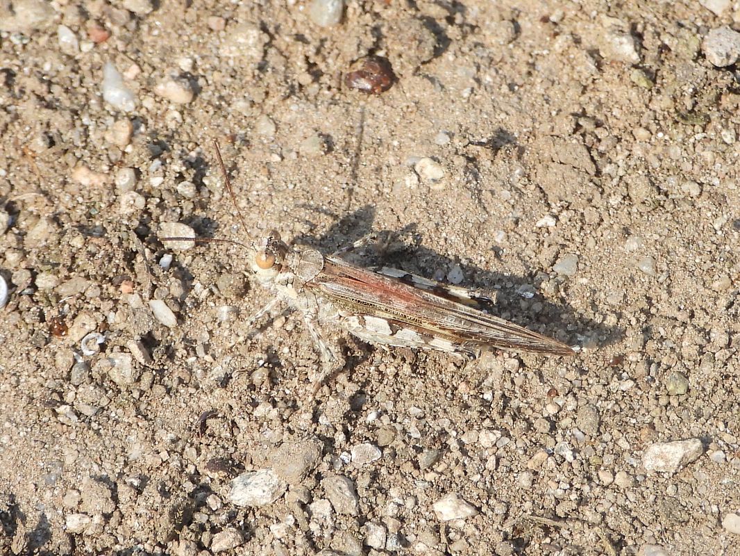 Acrotylus patruelis  - Mirko Tomasi