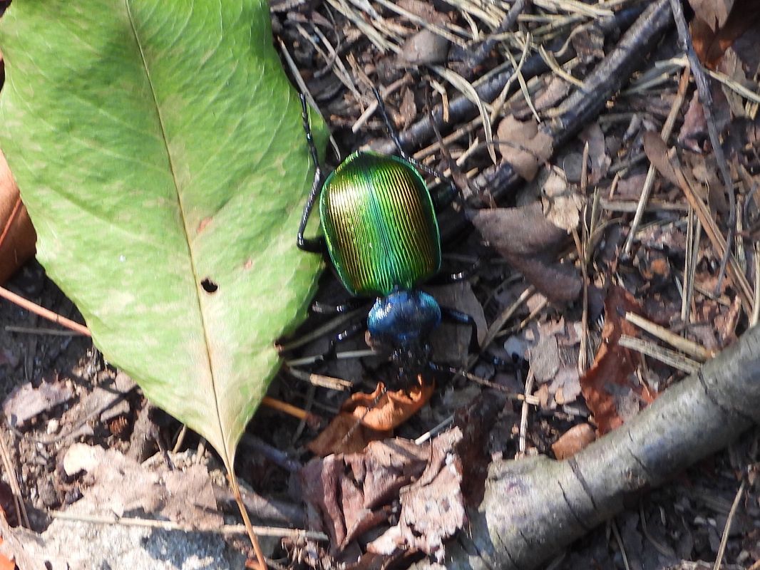 Calosoma sycophanta  - Mirko Tomasi