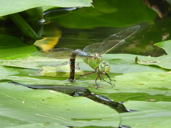 Anax imperator  - Maria Rita Gelso