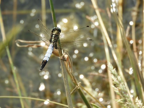 Orthetrum albistylum  - Maria Rita Gelso