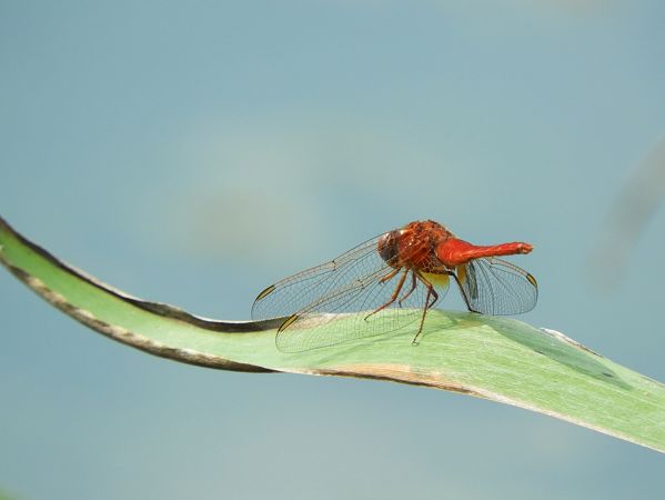Crocothemis erythraea  - Maria Rita Gelso