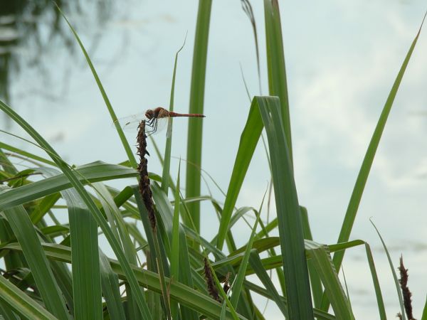 Sympetrum fonscolombei  - Maria Rita Gelso