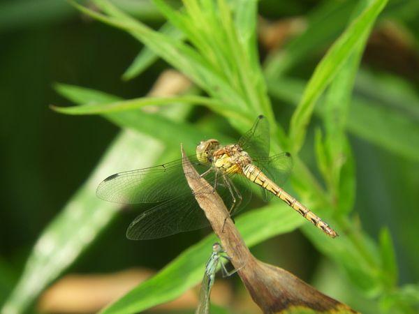 Sympetrum striolatum  - Maria Rita Gelso