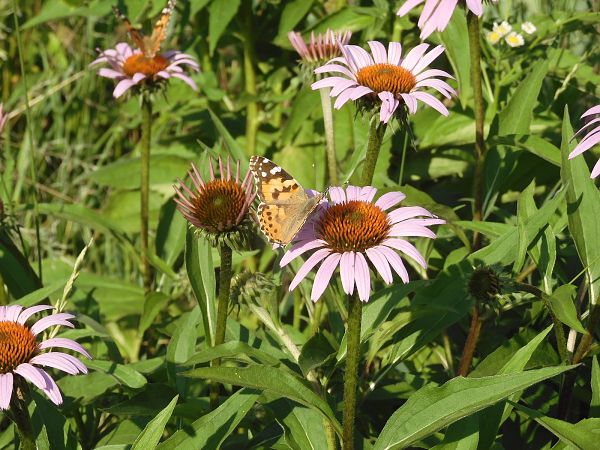 Vanessa cardui  - Maria Rita Gelso