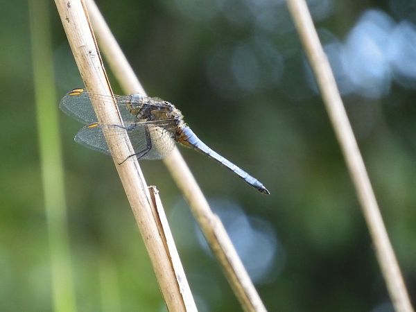 Orthetrum coerulescens  - Maria Rita Gelso
