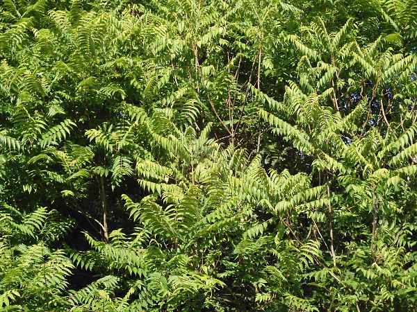 Ailanthus altissima  - Maria Rita Gelso