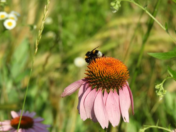Bombus terrestris  - Maria Rita Gelso