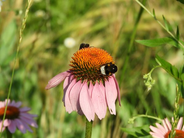 Bombus terrestris  - Maria Rita Gelso