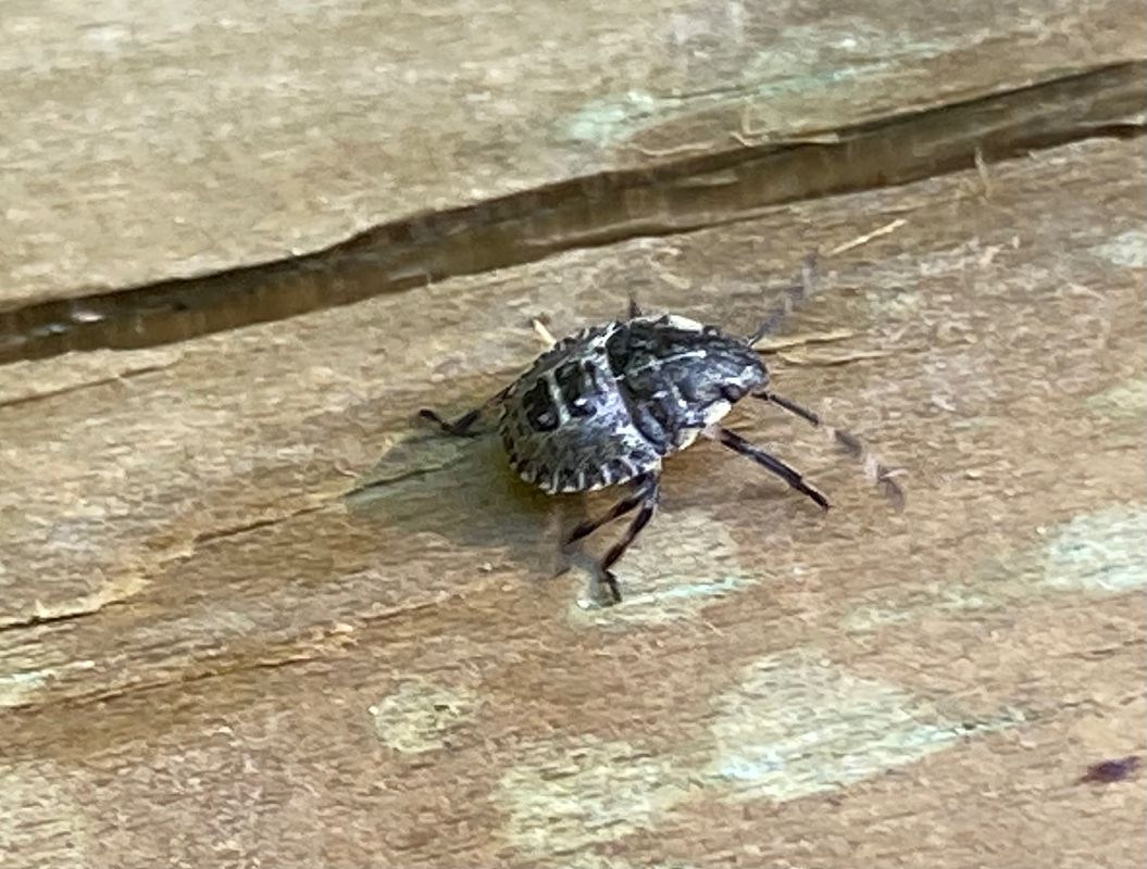 Rhaphigaster nebulosa  - Maria Rita Gelso