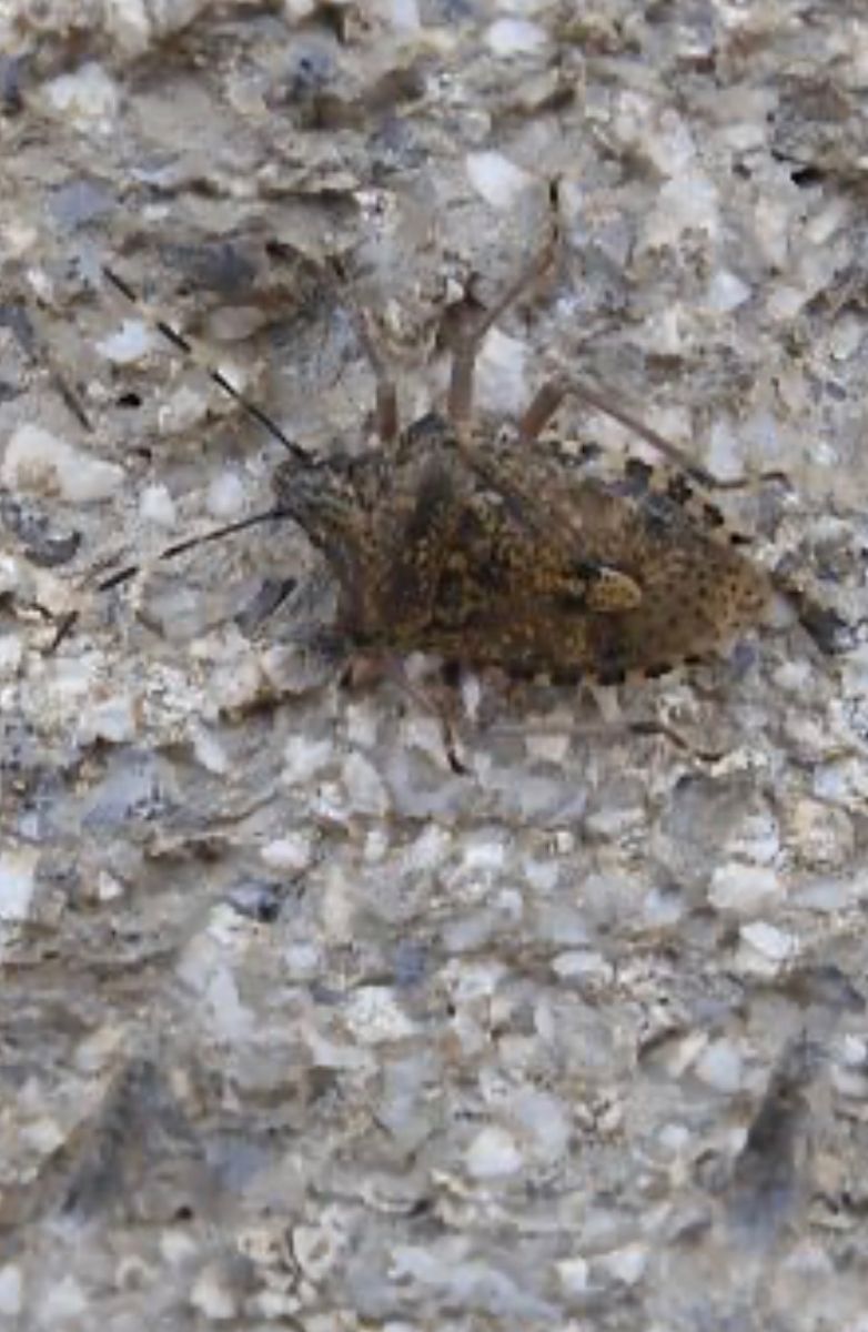 Rhaphigaster nebulosa  - Maria Rita Gelso