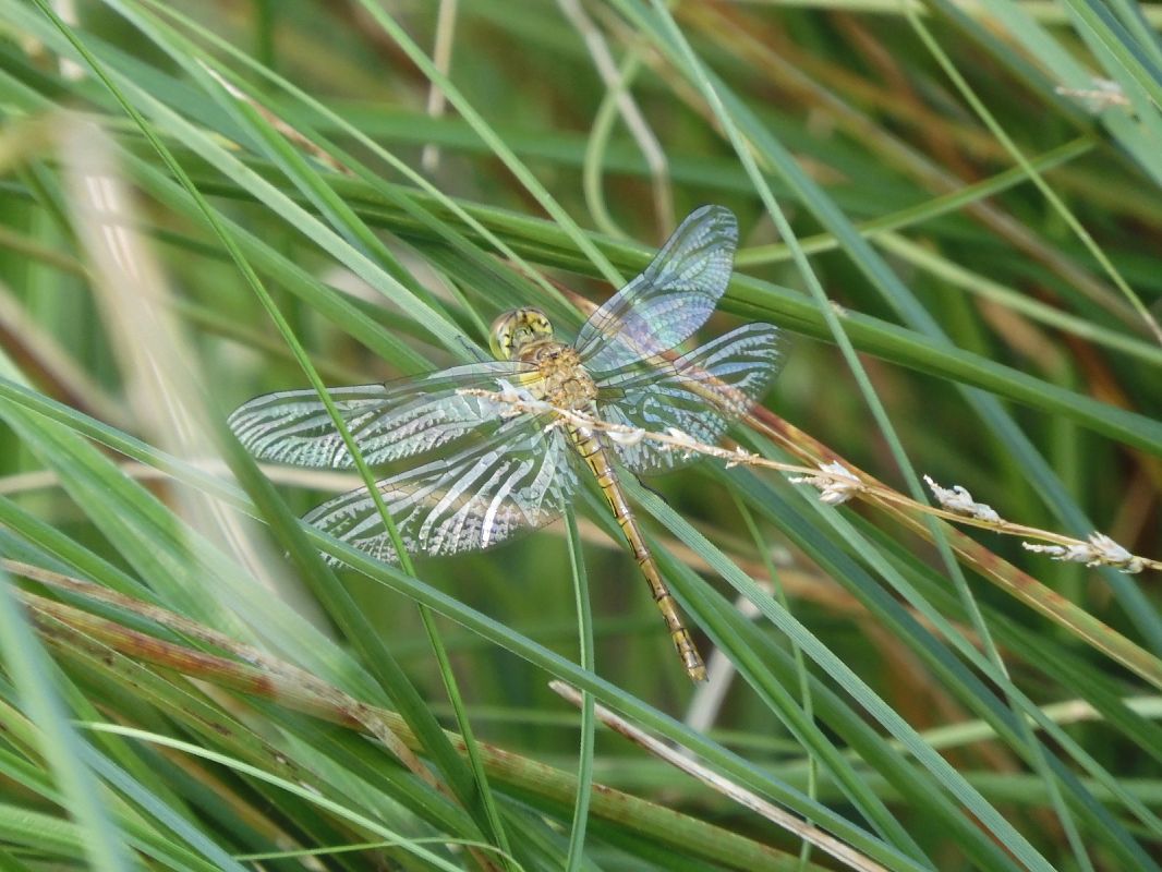 Sympetrum sanguineum  - Maria Rita Gelso