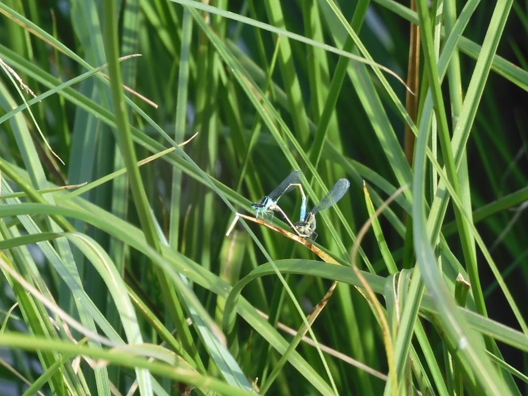 Ischnura elegans  - Maria Rita Gelso