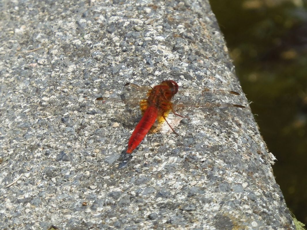 Crocothemis erythraea  - Maria Rita Gelso