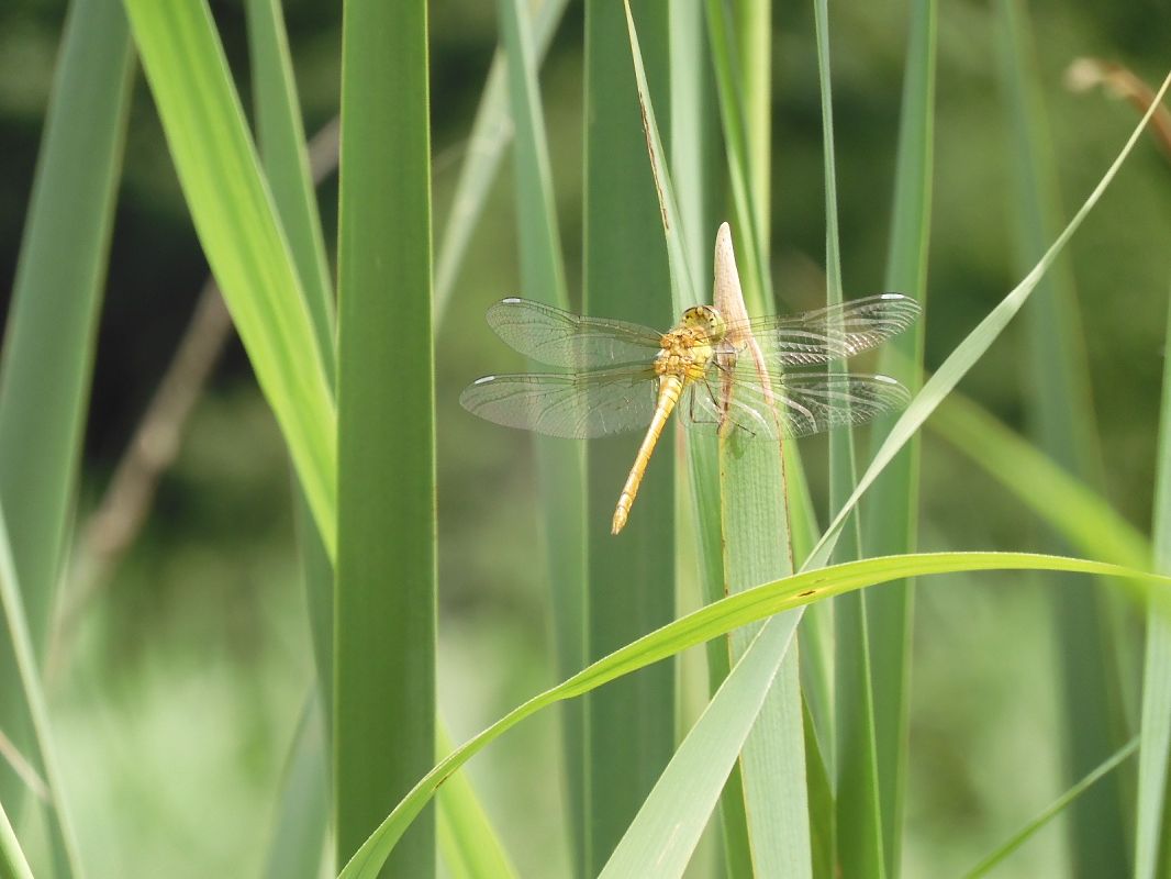 Sympetrum meridionale  - Maria Rita Gelso