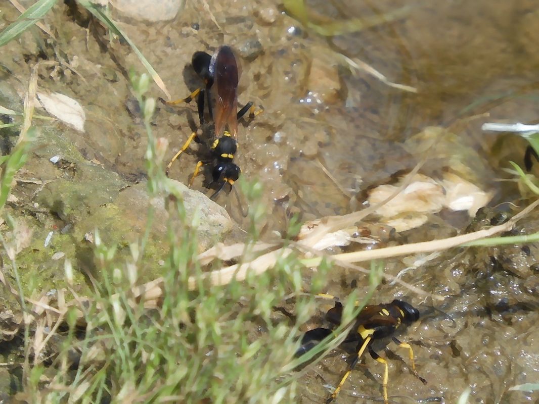 Sceliphron caementarium  - Maria Rita Gelso