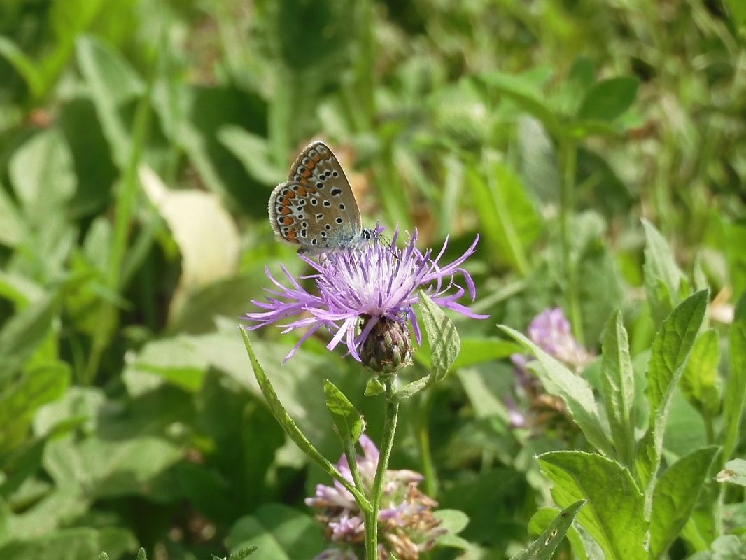 Polyommatus icarius # *  - Maria Rita Gelso