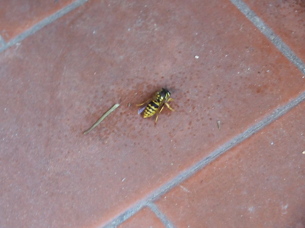 Vespula germanica  - Maria Rita Gelso