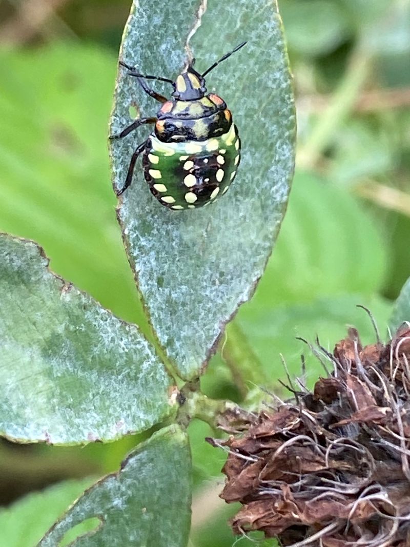 Heteroptera sp.  - Maria Rita Gelso