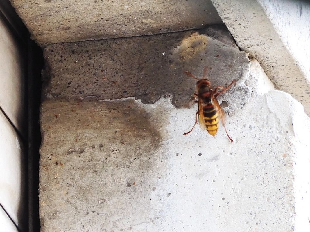 Vespa crabro  - Maria Rita Gelso
