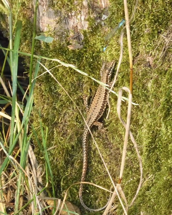 Ischnura elegans  - Maria Rita Gelso